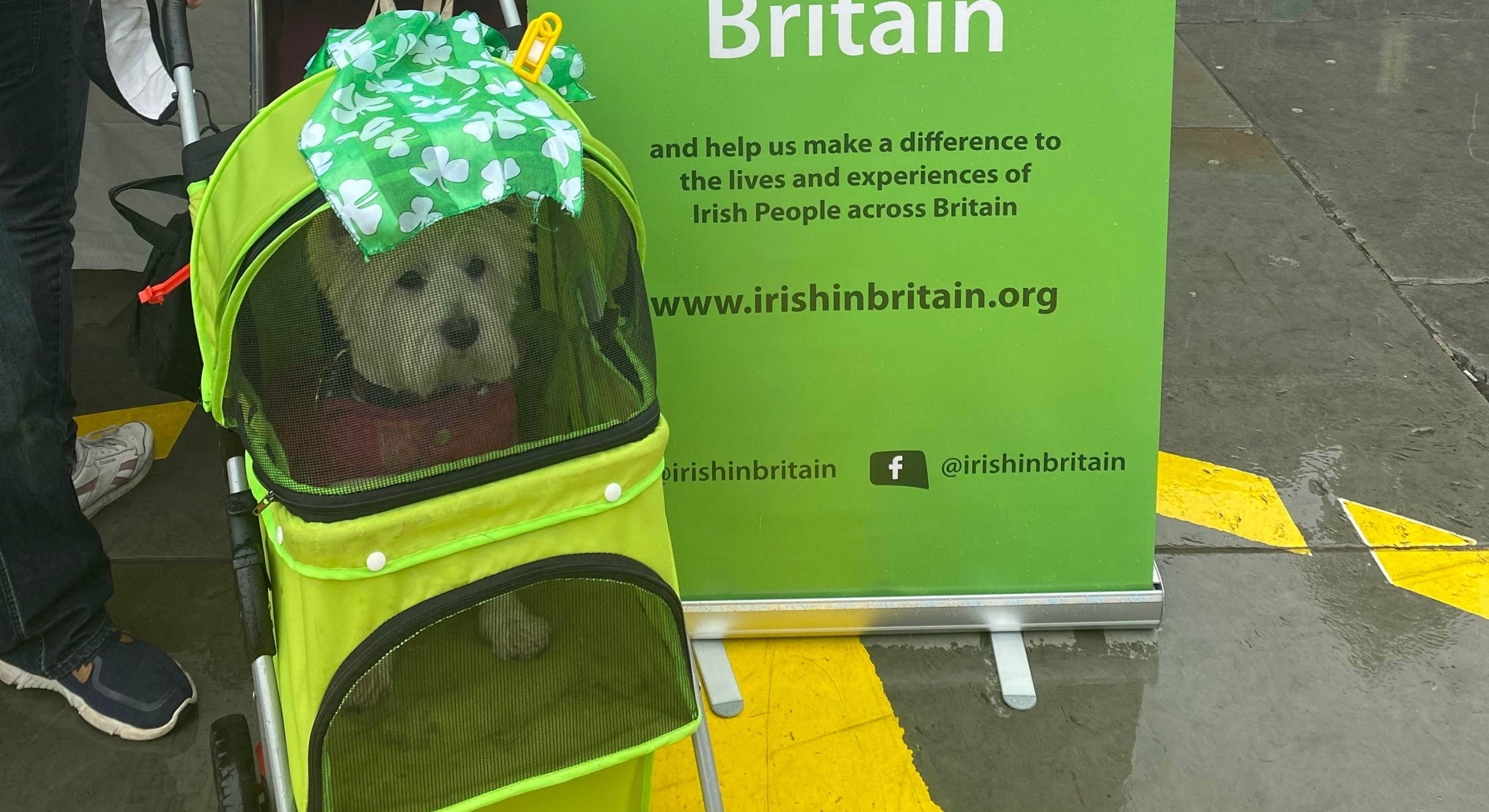 Even the dogs in the street knew it was a St Patrick's Day celebration...